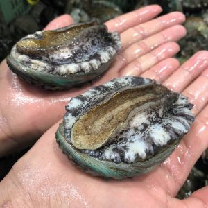 Bào Ngư Hàn Quốc Sống (kg)