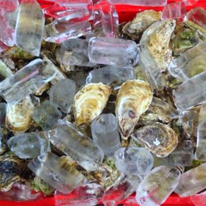 Hàu Sữa Pháp túi 50 con
