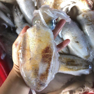 Mực Lá Câu (Kg)