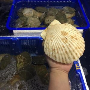 Sò Điệp Nhật Hokkaido Sống ( Kg)