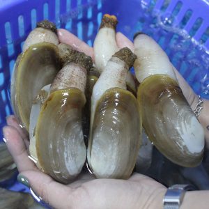 Tu Hài Nhỏ (Kg)